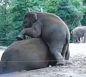 baby,mom,way,elephant