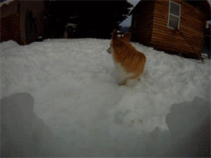 corgi,adorable,puppy,snow