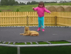 trampoline,cat