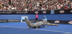 tennis,gator