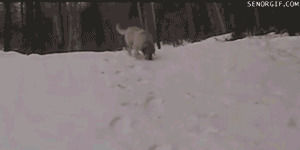 dog,snow,go,sure,na,lets