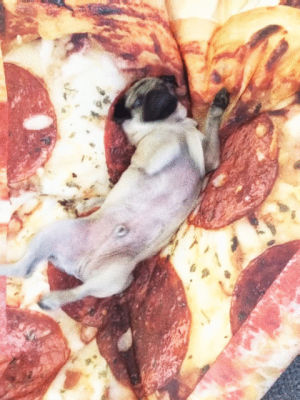 pug,pizza,phhhoto