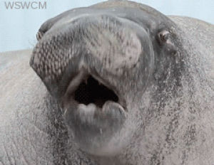 awesome,thrilled,walrus,excited,omg,great,exciting