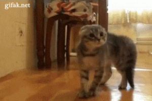 bumping into things,funny,cat,kitten,door,cute cat,cute kitten