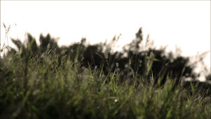 grass,nature,artists on tumblr,cinemagraph,landscape,photographers on tumblr