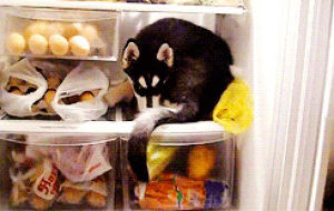 refrigerator,dog,animals,puppy,husky