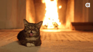 lil bub,cat,fire,sleeping,tongue