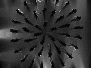 busby berkeley,dancing,water,swimming,cine,precision,synchronized,swimmers