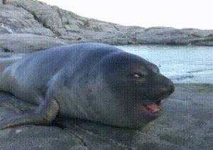seal,reaction,animals,shocked