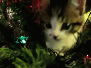 kitty,christmas animals,christmas tree,animal christmas,kitten,adorable,tree,cutie