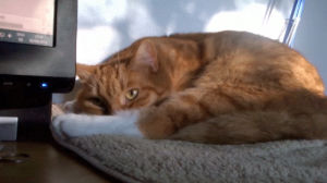 cinemagraph,cat,life,sun,afternoon