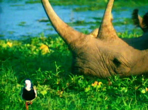 talk talk,africa,rhino,animals,80s,nature,bird,green,its my life,savanna