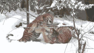 tigers,animals,snow