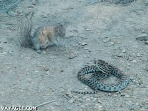 snake,squirrel,vs