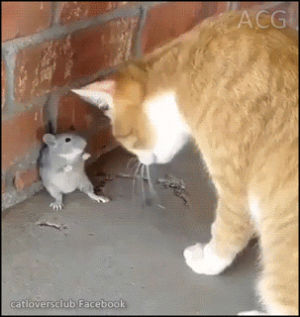 cat,fight,rat