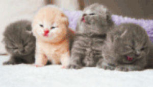 sweet,meow,love,cat,baby,kitty