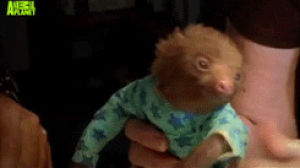sloth,grasping,animals,baby,sitting