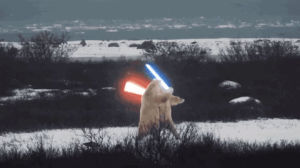 battle,polar bear,light saber,star wars,polar bears,light sabers