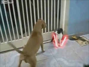 cat,dogs,fights,catsword,way