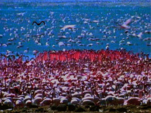 flamingo,animals,80s,nature,pink,birds,talk talk,its my life