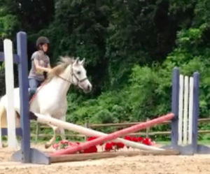 horse,jumping,pony,my pony china,grey horse,grey pony