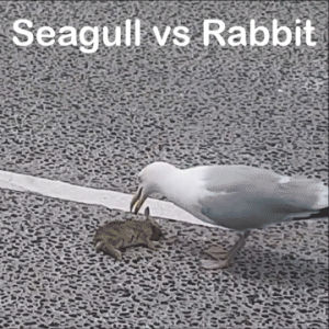 rabbit,seagull