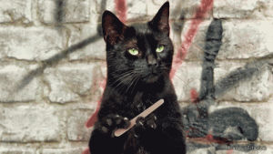 black cat,cat,kitty,nail,kitty cat,nail file,nail filing