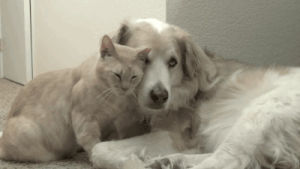 animal friendship,cat,dog,nuzzle