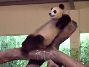 relaxed,animal,animals,panda,chill,reclined