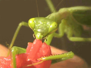 insect,bug,mantis,i want food
