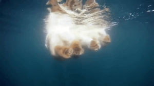 polar bears,polar bears swimming