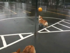 corgi tetherball