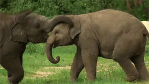 elephant,video,siz