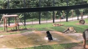 bear,playing,splashing,happy bear