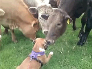 animal friendship,dog,cow