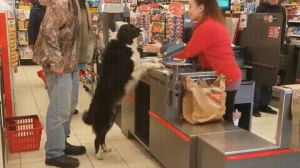 dog,store,treats,pays
