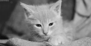cat,fun,black and white,tired
