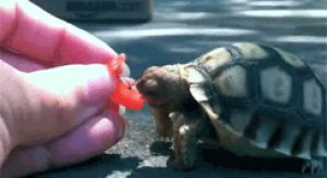 eating,turtle,tortoise,animals,shell