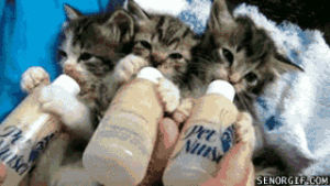 drinking,milk,cat,cute,pet,kittens,bottles