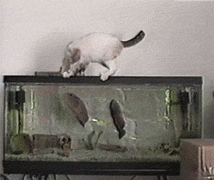 tank,cat