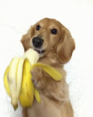 dog,eyebleach,banana