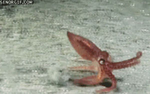 squid,animals,cute,running,swimming,octopus,critter