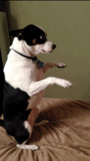 rat terrier,boxing,dog,playing,silly,cute dog,dog lady,cute pup
