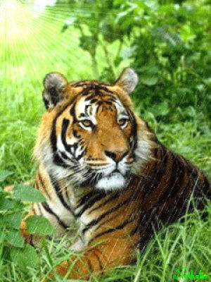 Tiger 2d animation walk cycle GIF - Find on GIFER