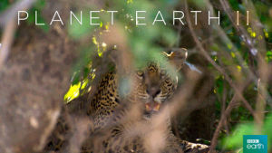 cat,nature,bbc,relax,hiding,jaguar,planet earth 2,jungles