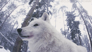 animals,snow,winter,wolf,forest,werewolf