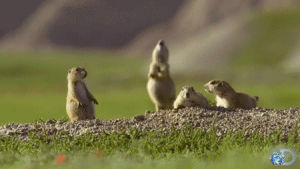prairie,adorable,discovery,discovery channel,nature,awww,documentary,predator,cute,call,prairie dog,animals,animal,tv series,natural,north america,discovery network,nature doc,plains,prairie dogs,tv doc