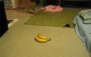 banana,scared,cat,jump