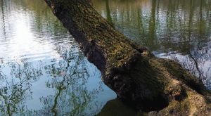 pond,3d,photography,tree,wiggle,forest,stereoscopic,park,reflection,wigglegram,3d photo,3d photography,stereoscopy,bark,free download,3d download,3dstockcontentcom,stock photos,stock photography,free photo