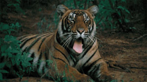 tiger,yawn